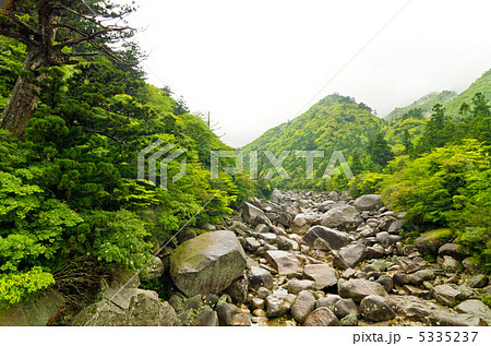 屋久島　新緑　山　沢 5335237