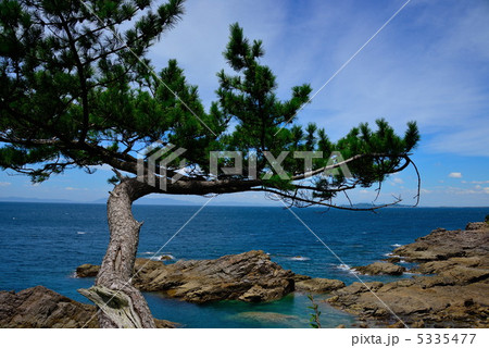 松の木 松の木 5335477