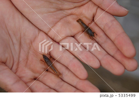 ザリガニ 5335499