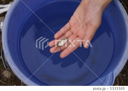 魚とり 5335505