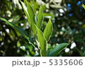 光とサカキ 5335606