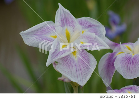 花菖蒲　五月晴 5335761