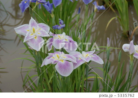 花菖蒲　五月晴 5335762