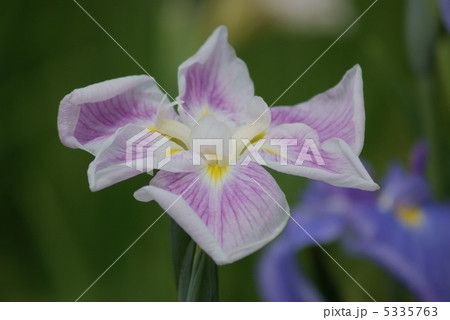 花菖蒲 五月晴 花菖蒲 五月晴 5335763