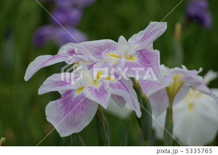 花菖蒲 五月晴 花菖蒲 五月晴 5335765
