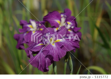 花菖蒲　小町笑 5335772