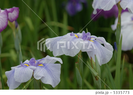 花菖蒲　蛇の目傘 5335773