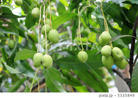 青いマンゴー 5335849