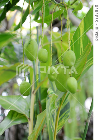 青いマンゴー 青いマンゴー 5335850