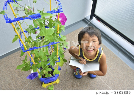 アサガオ 5335889