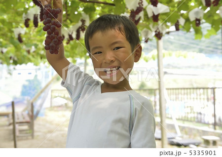 ぶどう狩り 5335901