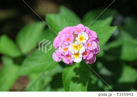 ランタナ 5335943