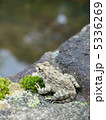 ツチガエル 5336269
