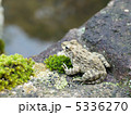 ツチガエル 5336270