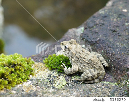ツチガエル 5336270