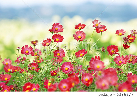 赤いコスモス 赤いコスモス 5336277
