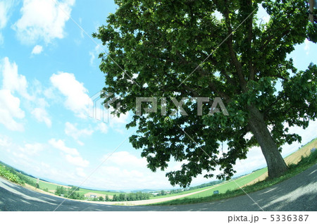 セブンスターの木 5336387