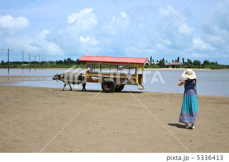 由布島 水牛車 5336413
