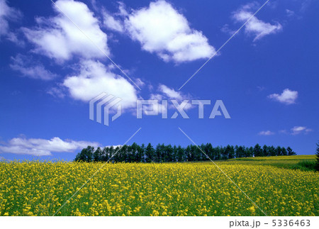 夏空とキカラシの丘 5336463