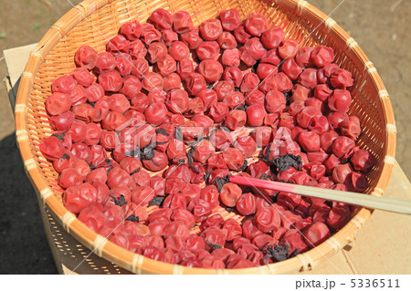 天日干しされる梅干 5336511