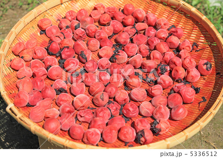 天日干しされる梅干 5336512