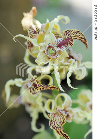 デンドロビュウム・スペクタビレ デンドロビュウム・スペクタビレ 5336533