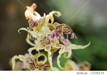 デンドロビュウム・スペクタビレ 5336534