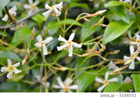 テイカカズラ 5336551