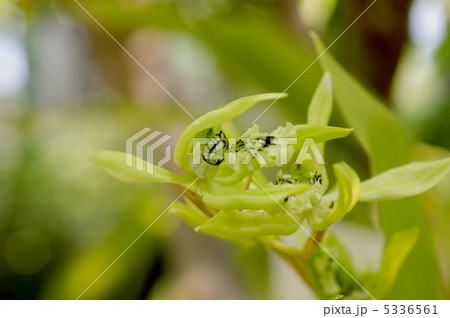 セロジネ・パンデュラータ 5336561