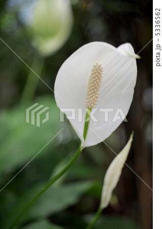 スパティフィラム 5336562