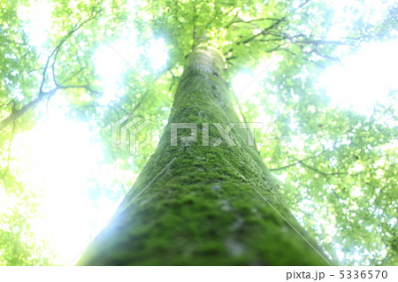 大木2 大木2 5336570