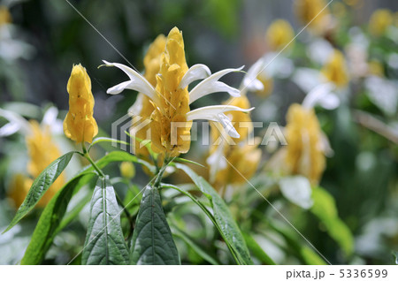 パキスタスの花 5336599