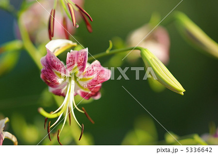 赤鹿の子百合 赤鹿の子百合 5336642