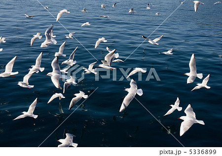 かもめ 5336899