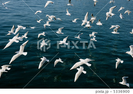 かもめ かもめ 5336900