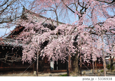 京都　シダレサクラ咲く妙覚寺 5336938