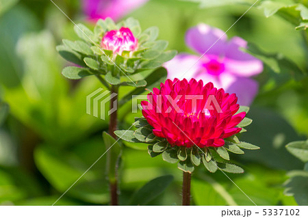 アスター 5337102