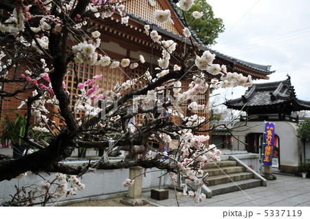 京都　法住寺の梅 5337119