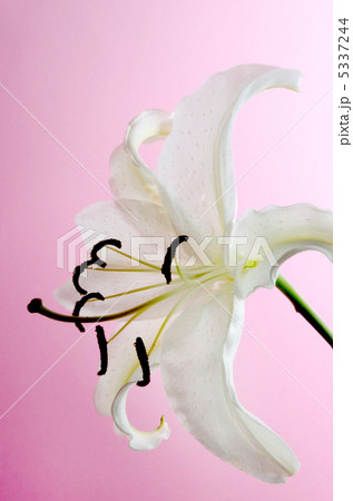 カサブランカ 5337244