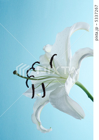 カサブランカ カサブランカ 5337267