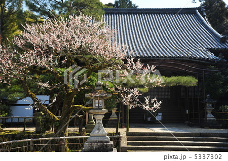 京都　一言寺の梅 5337302