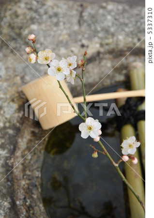 梅と蹲い 5337310