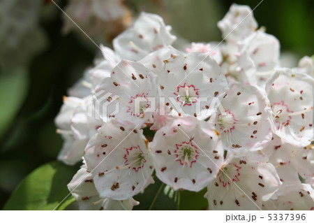 アメリカ・シャクナゲ アメリカ・シャクナゲ 5337396