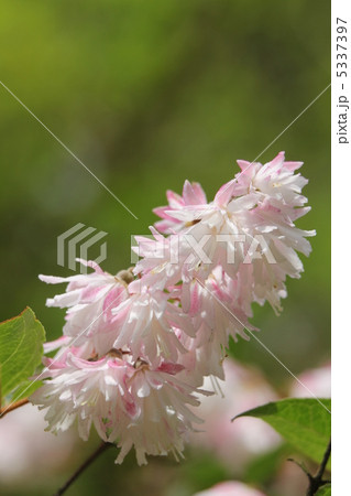 サラサウツギ サラサウツギ 5337397