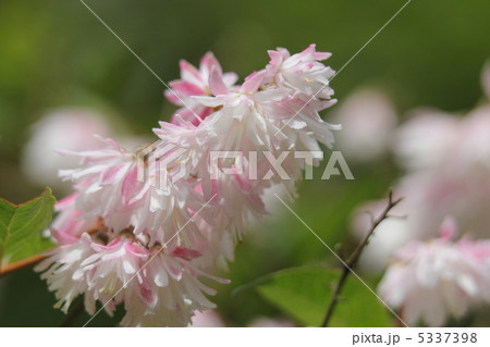 サラサウツギ サラサウツギ 5337398