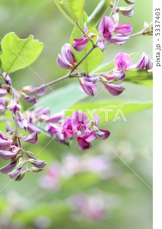 チョウセンハギ チョウセンハギ 5337403