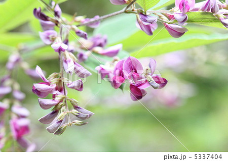 チョウセンハギ チョウセンハギ 5337404