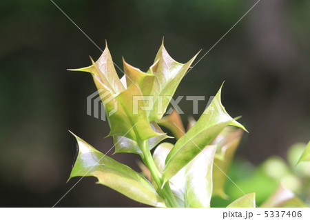 ヒイラギモドキ 5337406