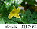 雨上がりのゴーヤの花 5337493