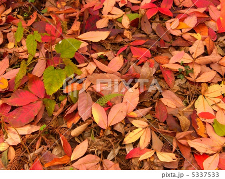 秋色イメージ 5337533
